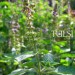 Tulsi ou Basilic Sacré